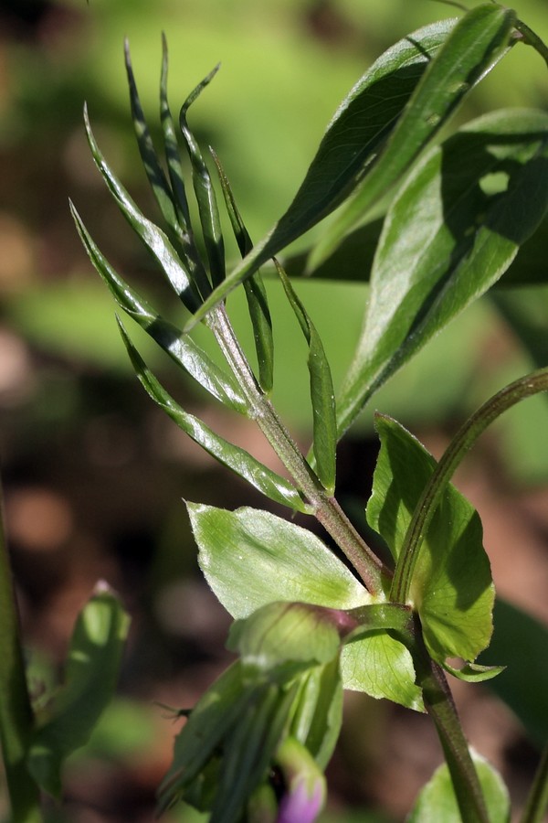 Изображение особи Lathyrus vernus.