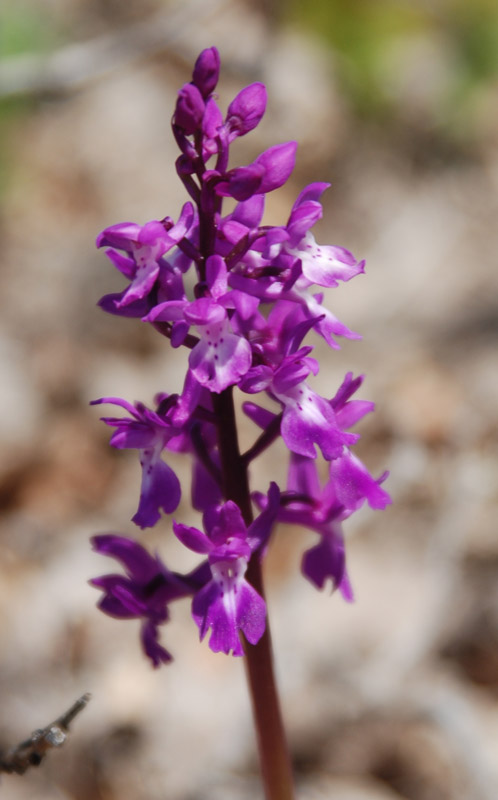 Image of Orchis mascula specimen.