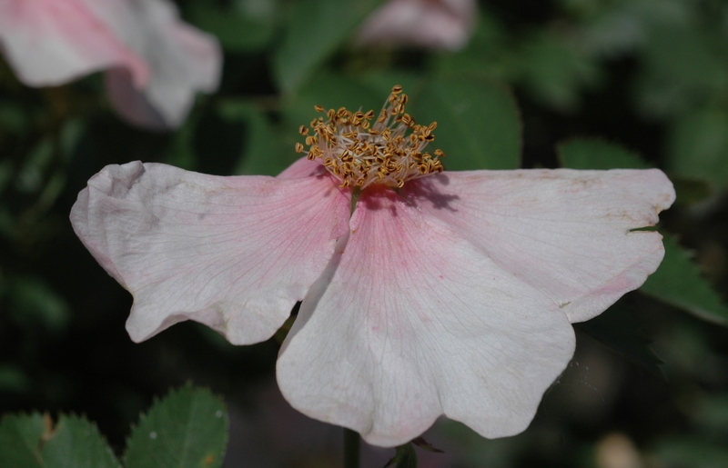 Image of Rosa corymbifera specimen.