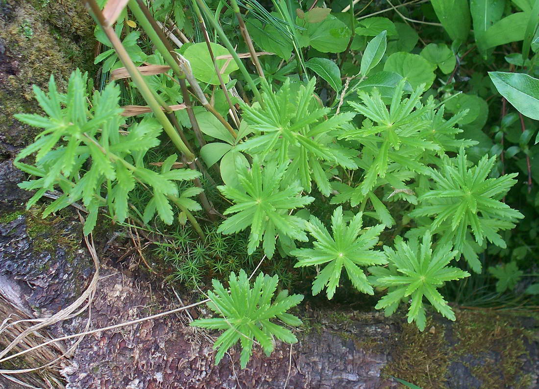 Image of Rhodiola stephanii specimen.