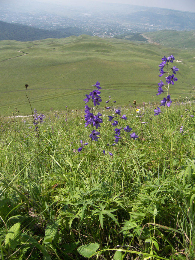 Изображение особи Delphinium dasycarpum.