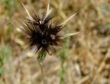 Crupina crupinastrum