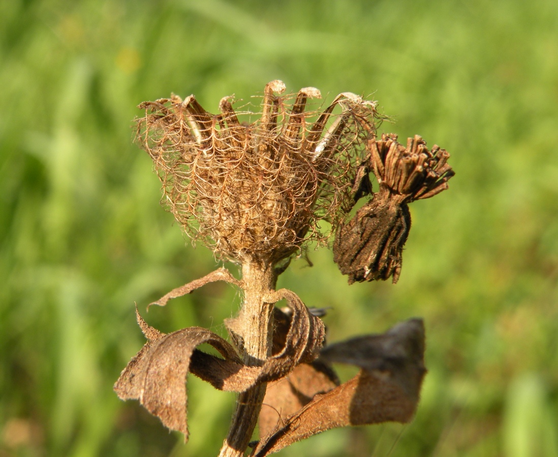 Image of Centaurea trichocephala specimen.