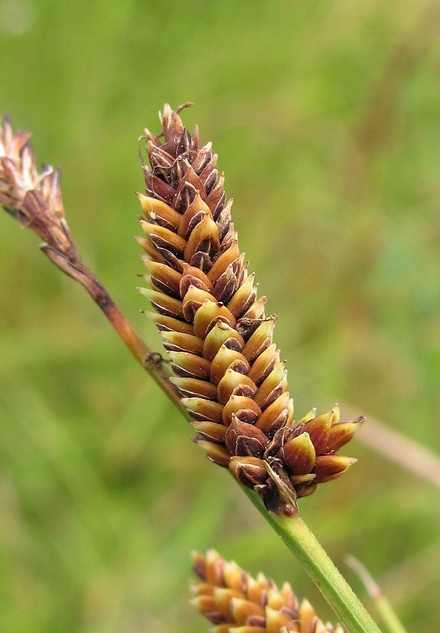 Image of genus Carex specimen.