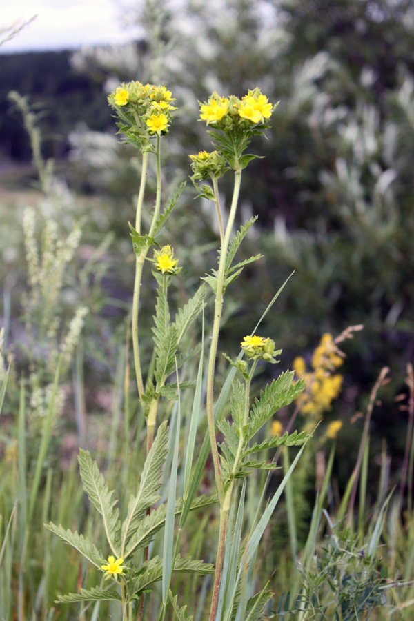 Image of Potentilla longifolia specimen.