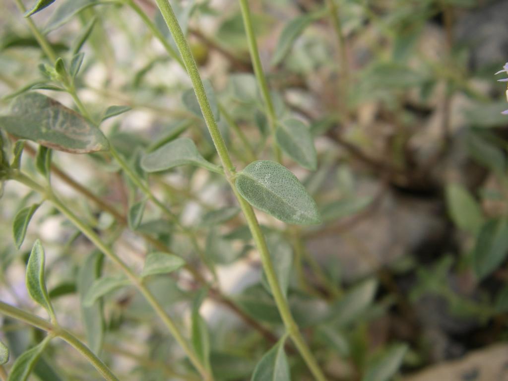 Image of Ziziphora clinopodioides specimen.