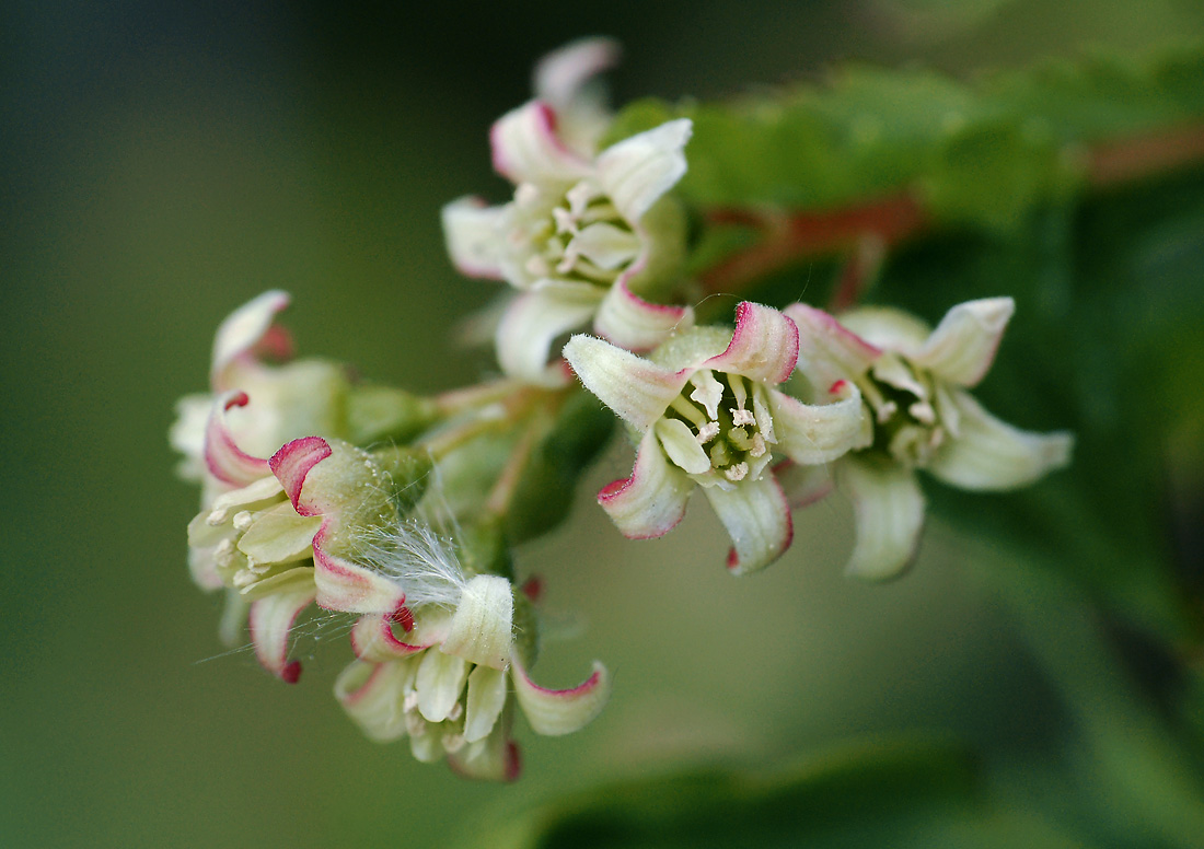 Image of Ribes nigrum specimen.