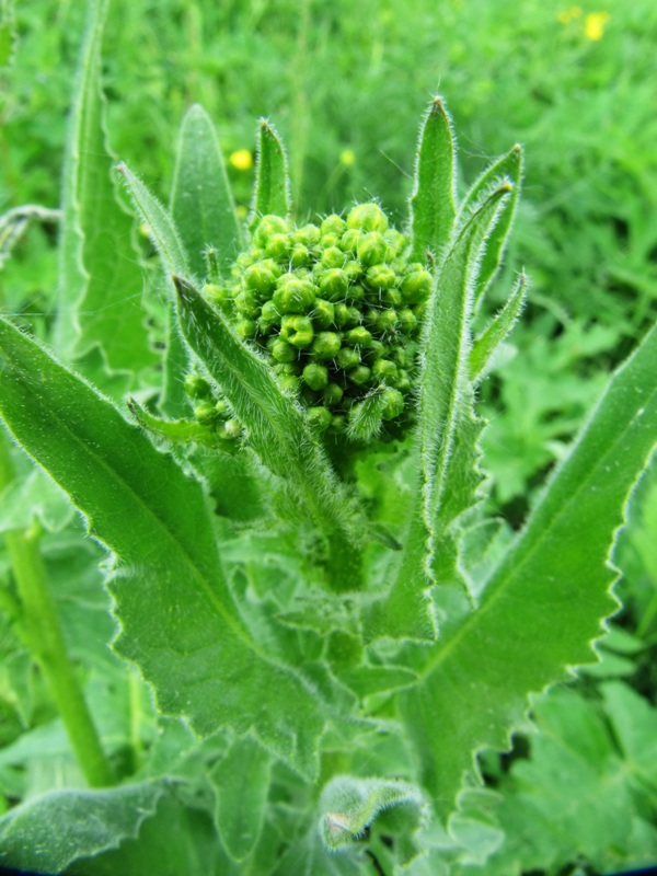 Image of Bunias orientalis specimen.