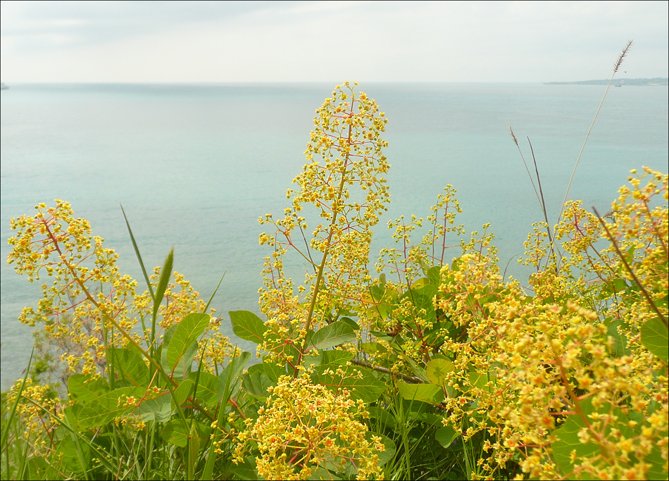 Image of Cotinus coggygria specimen.