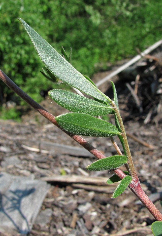 Image of Anthyllis arenaria specimen.