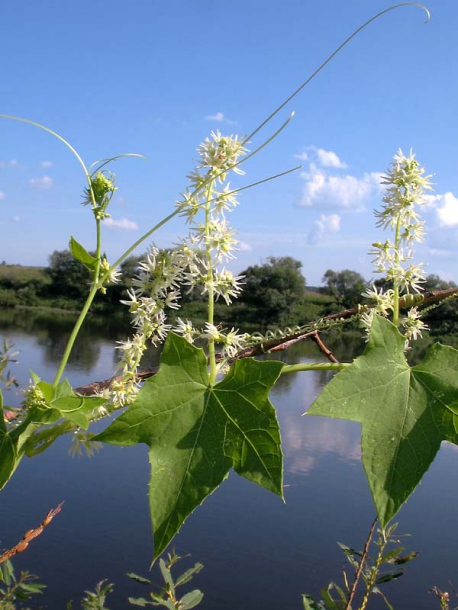 Изображение особи Echinocystis lobata.