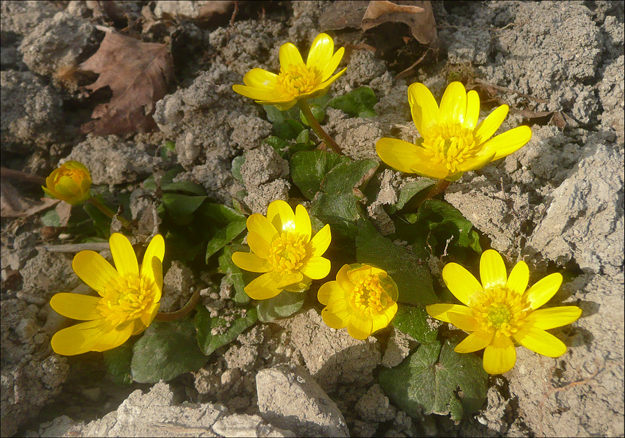 Image of Ficaria calthifolia specimen.