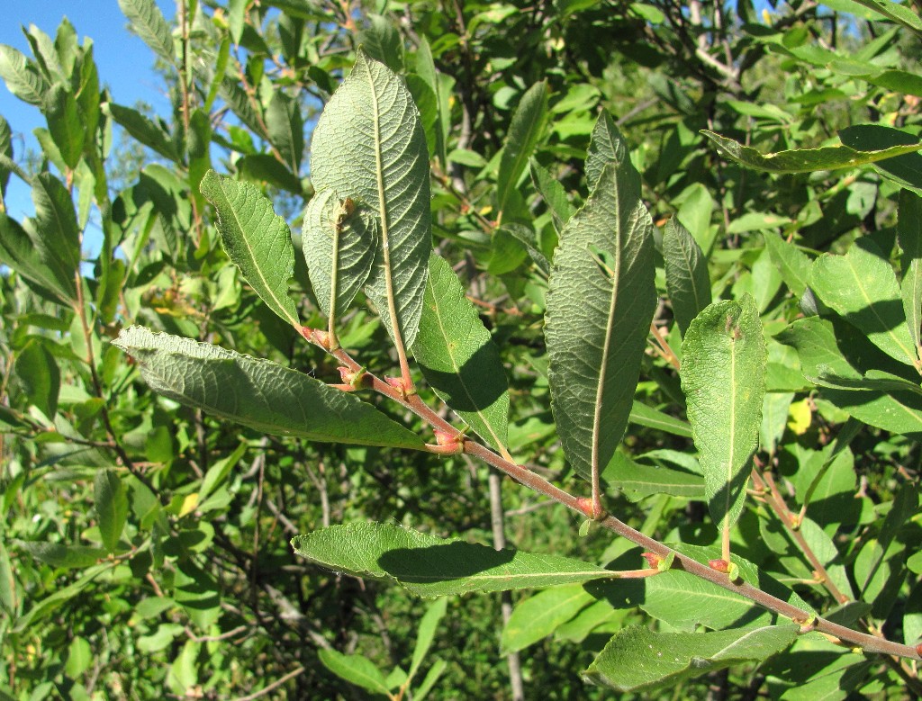 Image of Salix cinerea specimen.