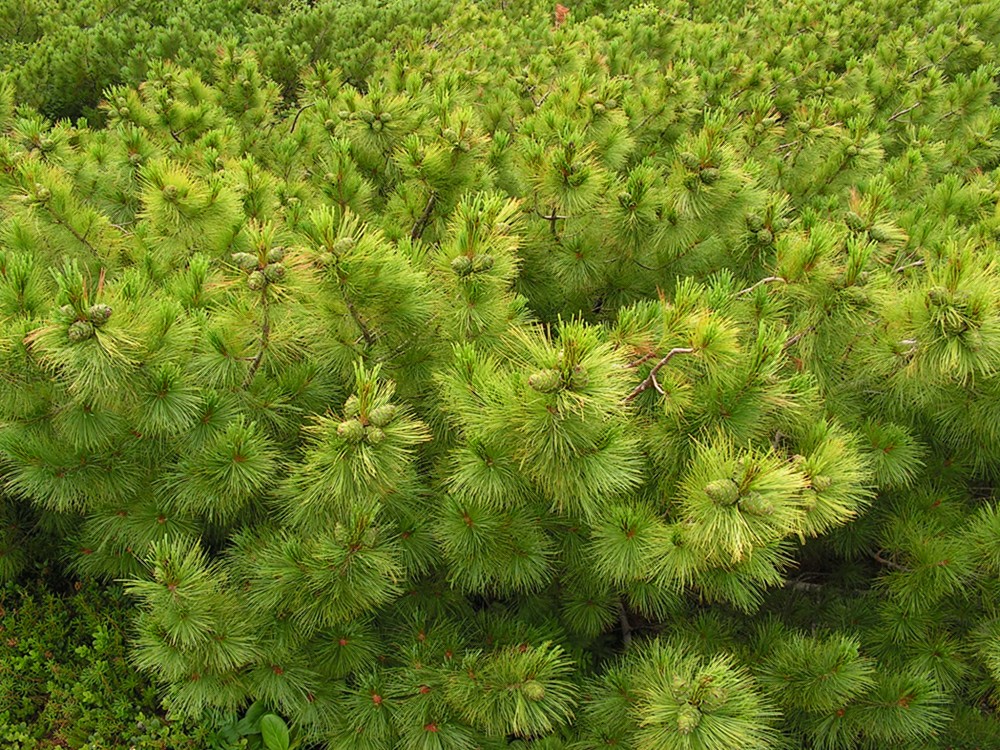 Изображение особи Pinus pumila.