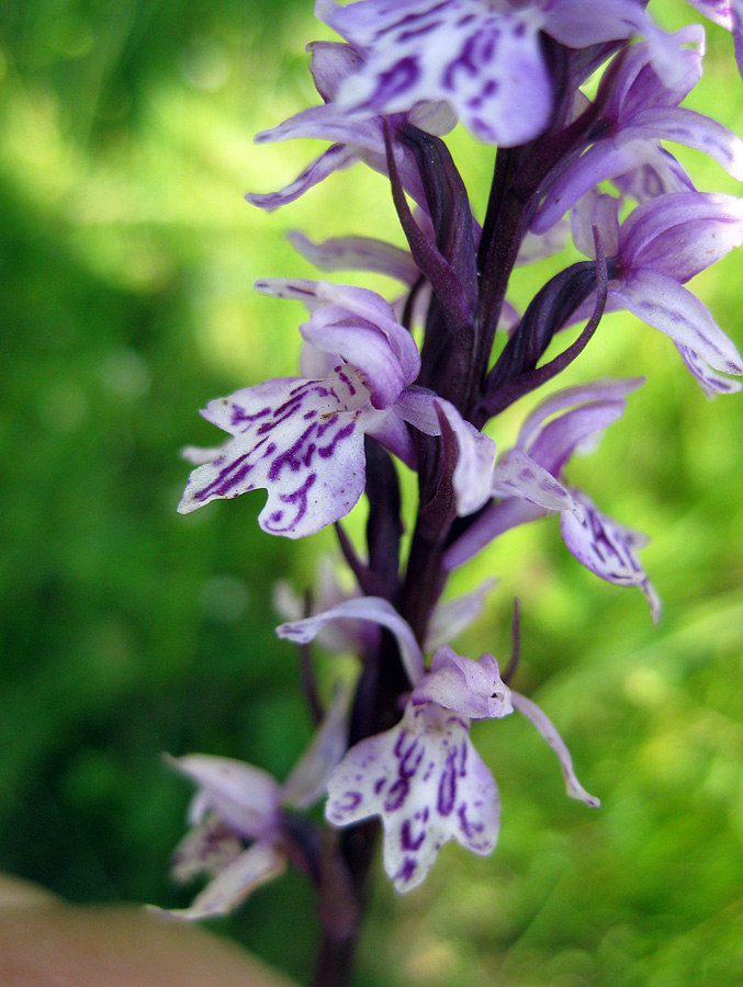 Image of Dactylorhiza fuchsii specimen.