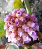 Bergenia crassifolia