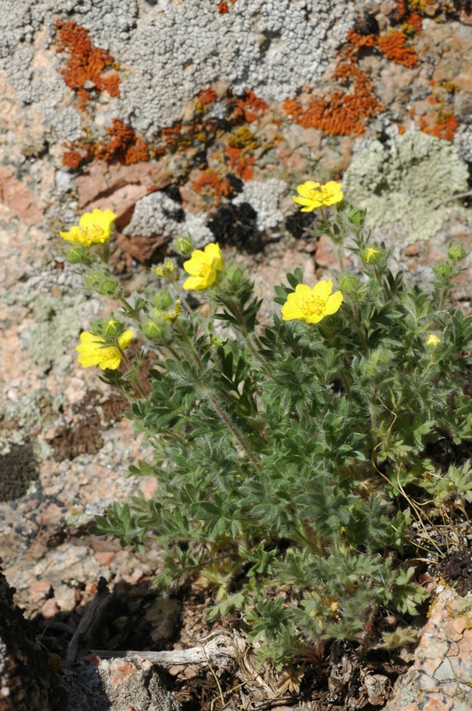 Image of Potentilla soongorica specimen.