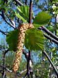 род Betula. Ветка с листьями и соцветием. Мурманская обл., окр. пгт Росляково, берег губы Грязная. 02.06.2012.