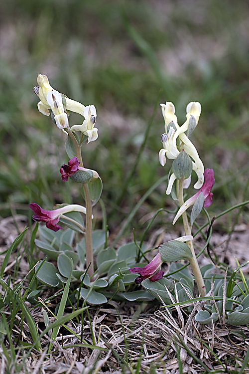 Изображение особи Corydalis ledebouriana.