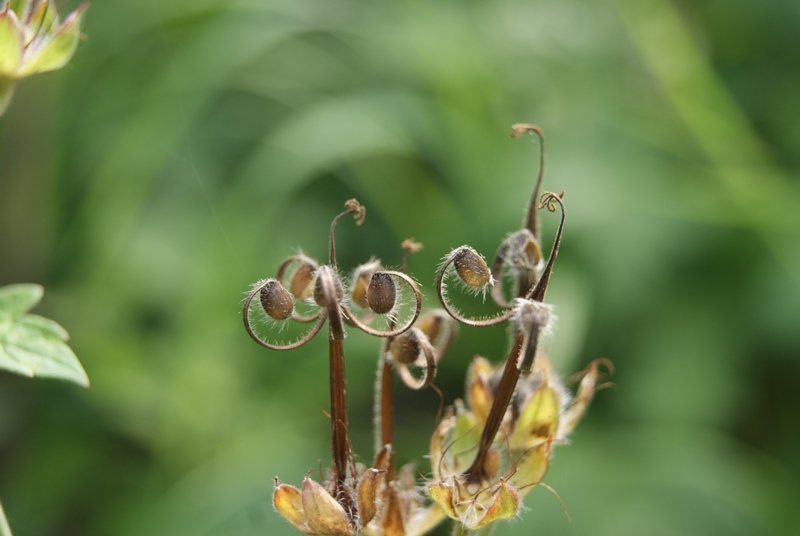 Image of Geranium platyanthum specimen.