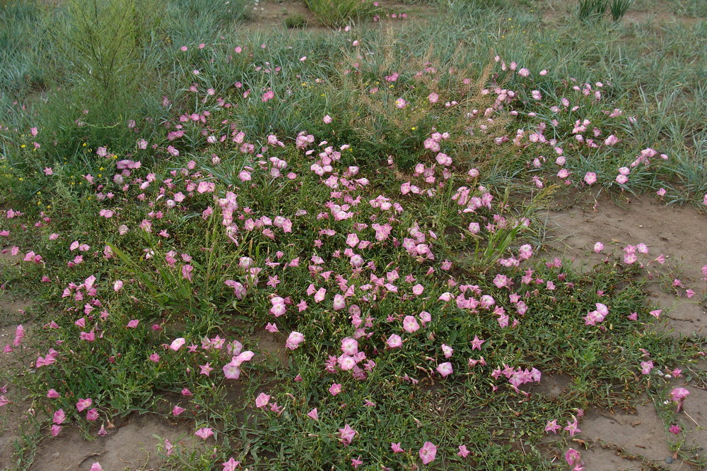 Image of Convolvulus chinensis specimen.