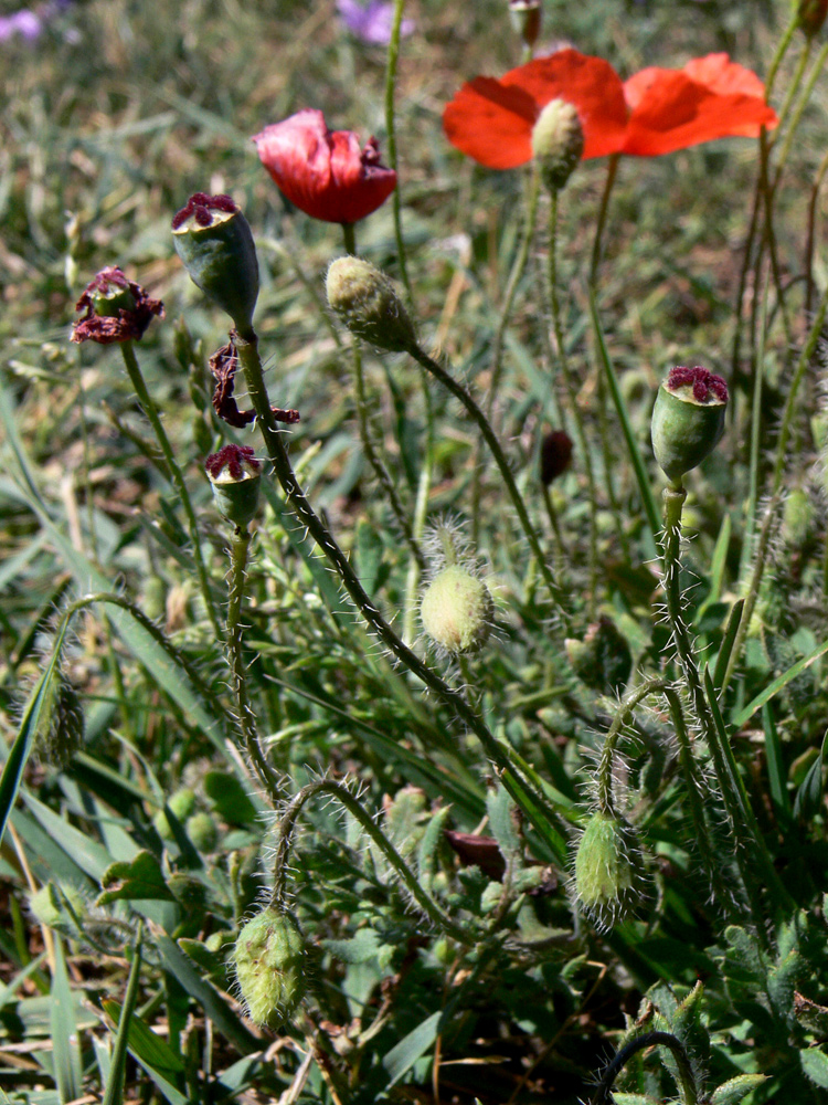 Image of Papaver rhoeas specimen.