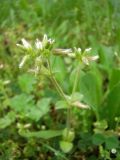 Cerastium glomeratum