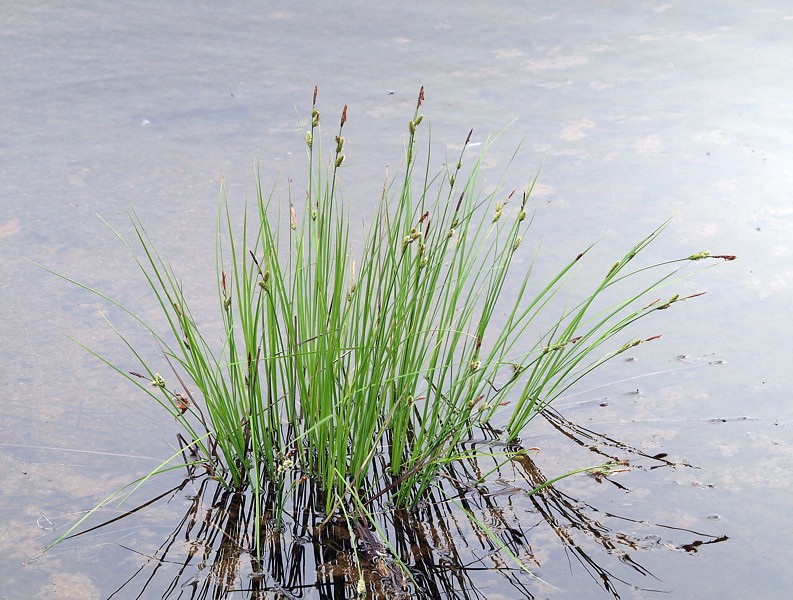 Image of Carex concolor specimen.