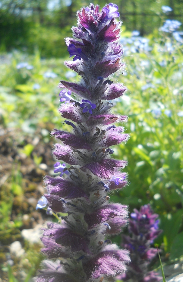 Image of Ajuga orientalis specimen.