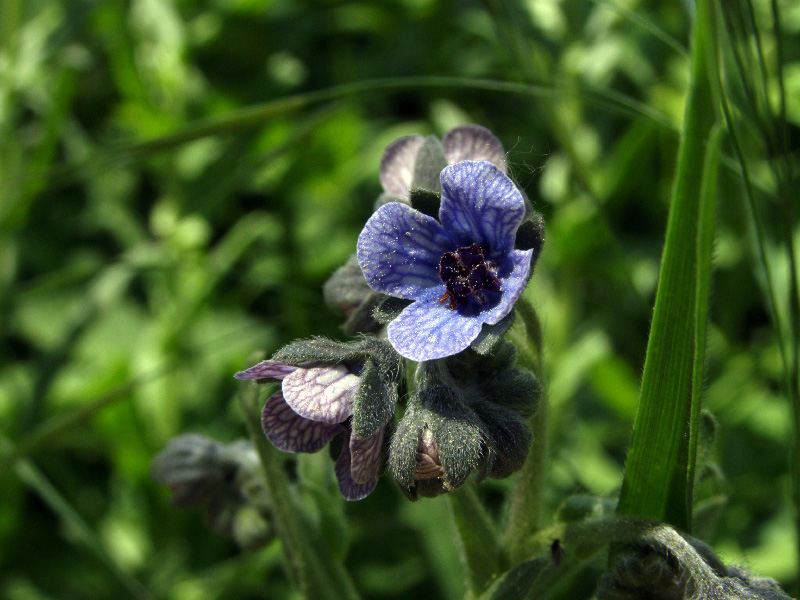 Изображение особи Cynoglossum creticum.