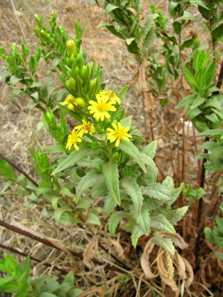 Image of Dittrichia viscosa specimen.