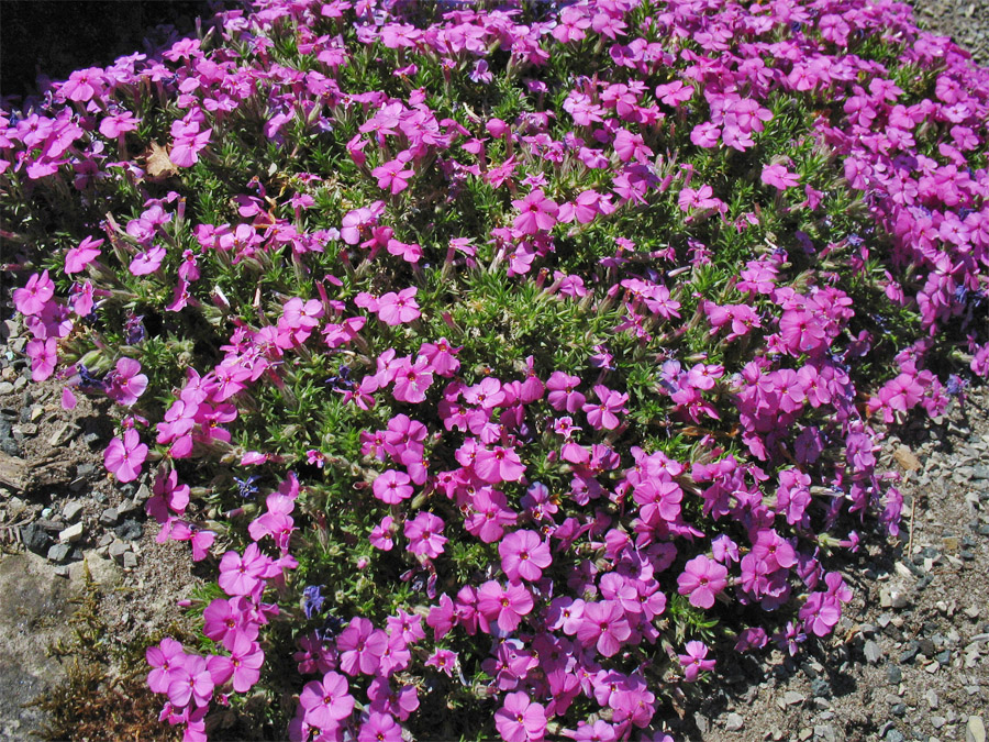 Изображение особи Phlox douglasii.