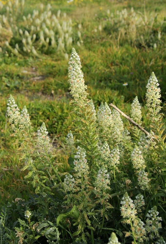 Image of Reseda alba specimen.