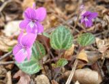 Смотреть изображение Viola variegata