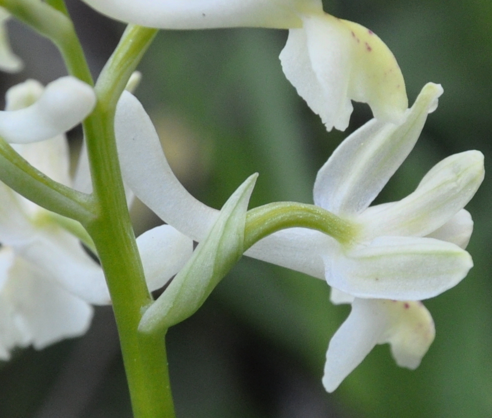 Image of Orchis provincialis specimen.