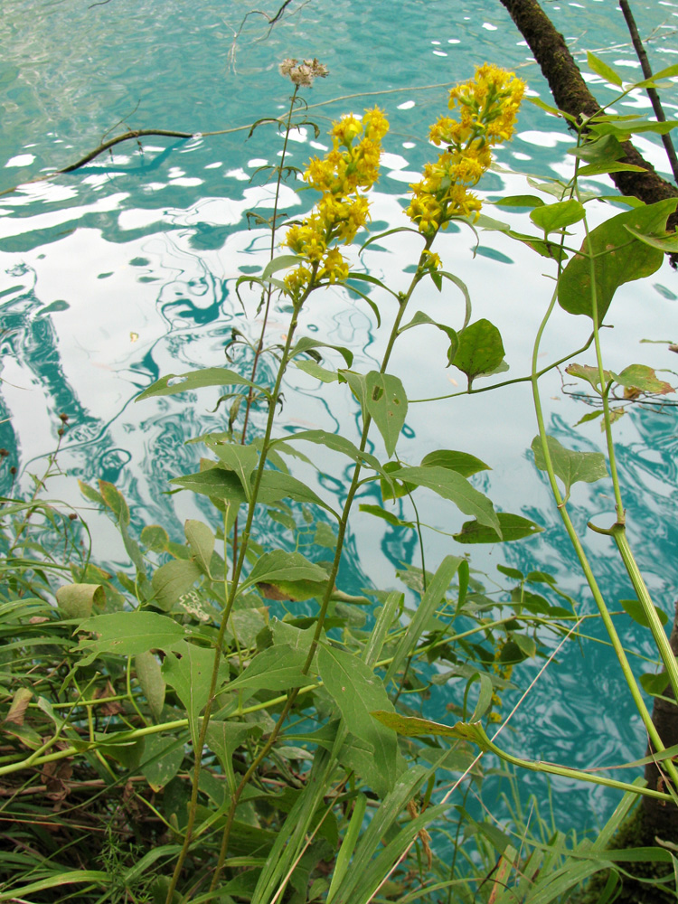 Image of Solidago virgaurea specimen.