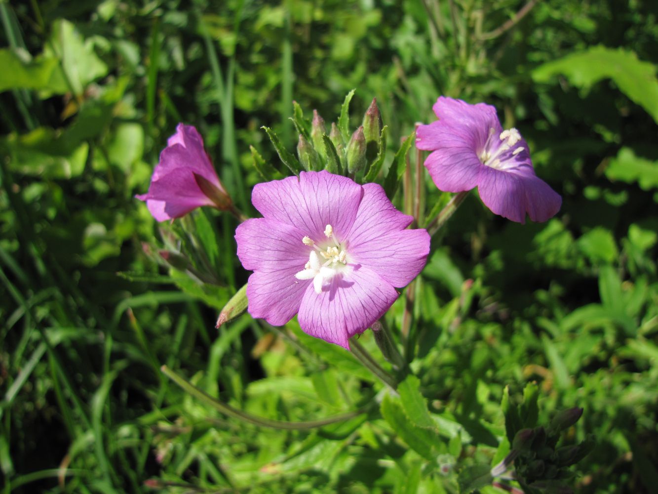 Image of Epilobium hirsutum specimen.