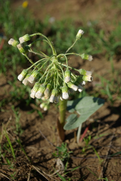 Изображение особи Petasites spurius.