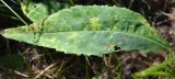 genus Cirsium. Нижний лист. Тульская обл., Плавский р-н, окр. пос. Молочные Дворы. 20.06.2013.