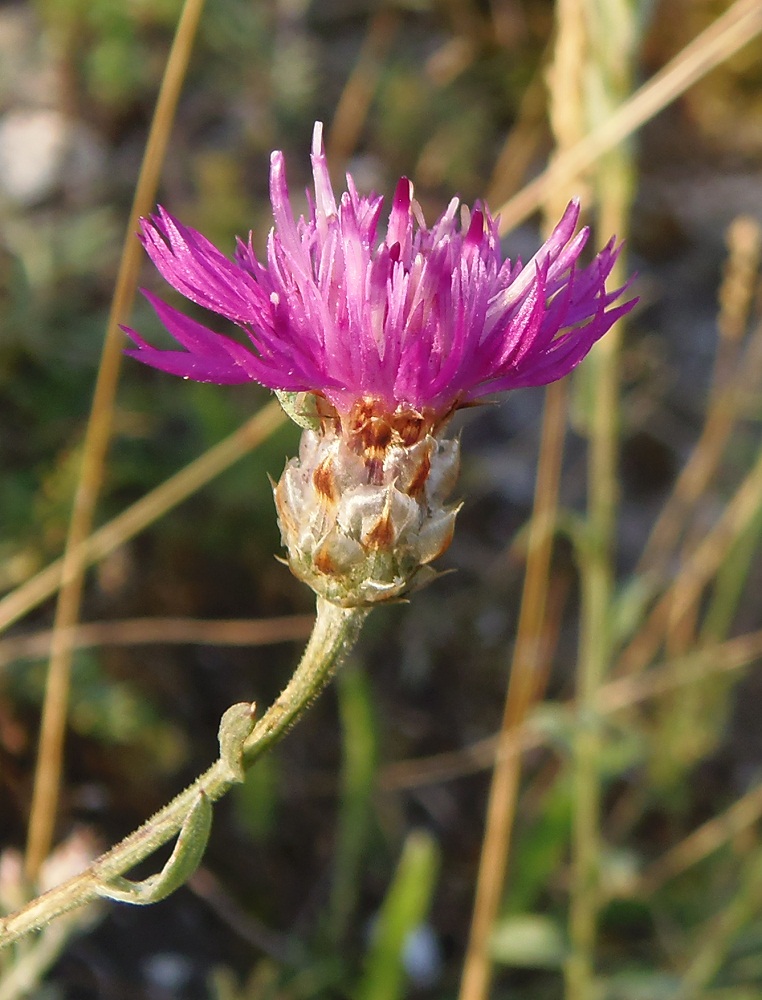 Изображение особи Centaurea sterilis.