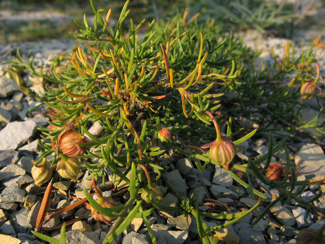 Image of Fumana procumbens specimen.