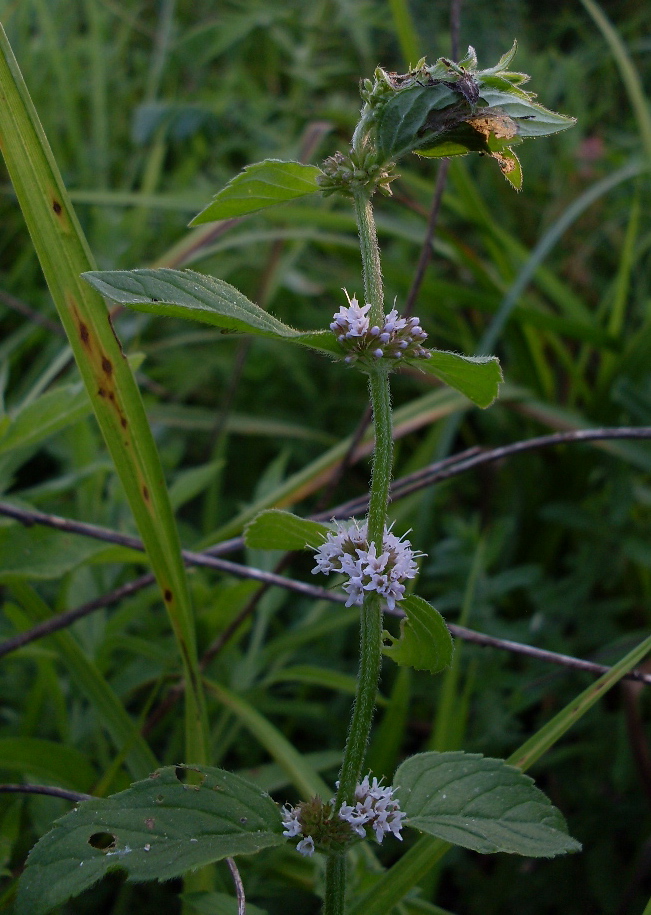 Image of Mentha arvensis specimen.