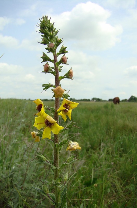 Image of Verbascum blattaria specimen.