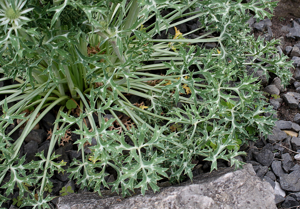 Image of Eryngium bourgatii specimen.