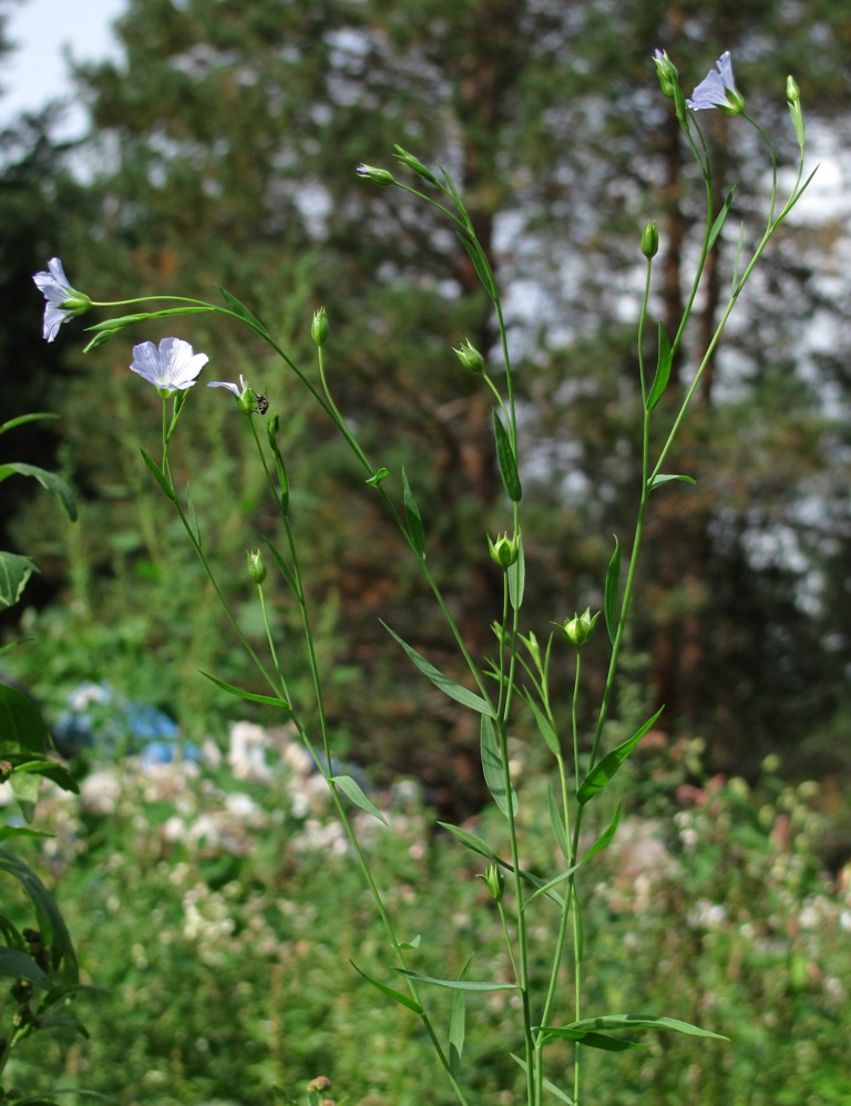 Изображение особи Linum usitatissimum.