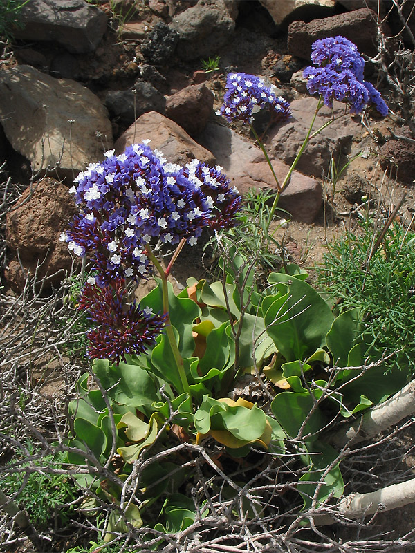 Изображение особи Limonium frutescens.