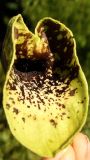 Aristolochia paecilantha