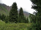 Picea schrenkiana. Взрослые деревья на дне долины. Заилийский Алатау, конец июля.