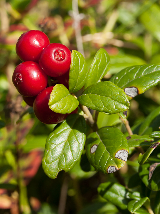 Image of Vaccinium vitis-idaea specimen.