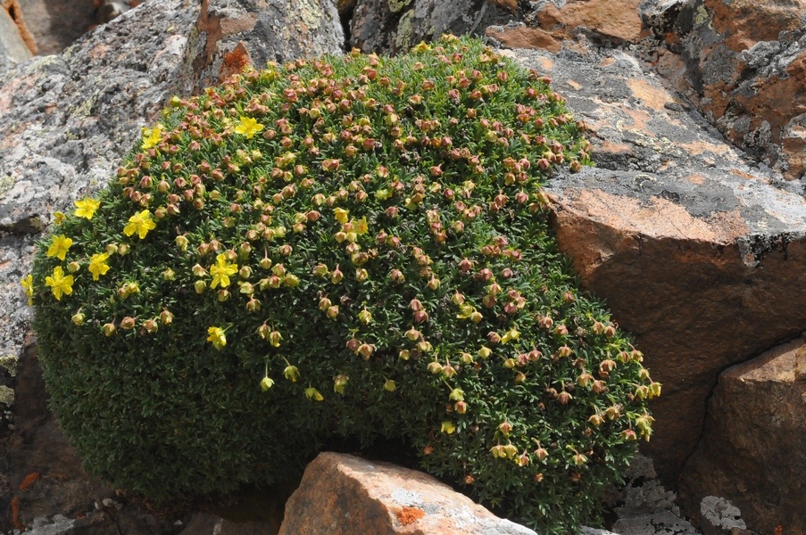 Изображение особи Potentilla biflora.